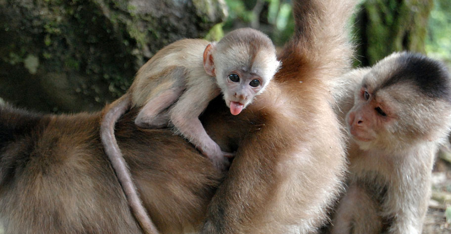 Tier Abenteuer Affen Kapuziner Argentinien Empfehlung Nationalparks